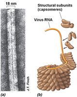 Helical capsid structure and assembly