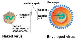 Comparison of naked and enveloped viruses