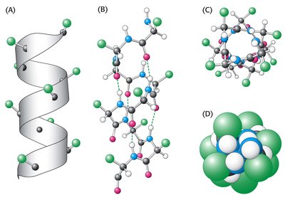 Alpha helix side chain orientation
