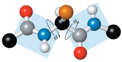 Phi and psi dihedral angles in a polypeptide