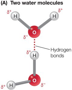 Hydrogen bond within a large molecule
