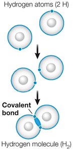 Covalent bond formation in hydrogen molecule