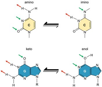 Tautomeric forms of cytosine and guanine