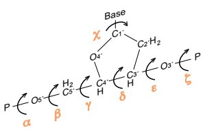 Torsion angles in polynucleotide backbone