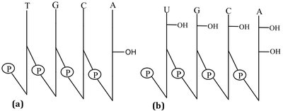 Shorthand notation for DNA and RNA