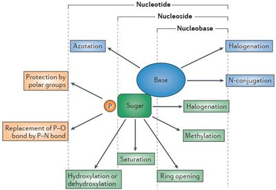 Structural modifications of nucleoside and nucleotide analogues