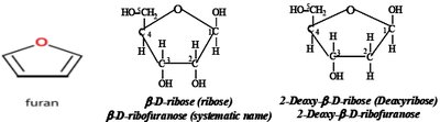 Structures of furan, ribose, and deoxyribose