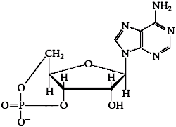 Structure of a nucleotide