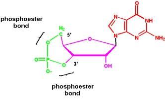 Phosphodiester bonds in nucleic acids