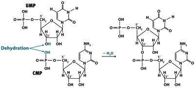 Formation of a dinucleotide via dehydration