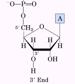 Structure of a nucleotide with 3' and 5' ends