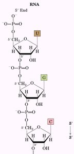 Structure of RNA with 5' and 3' ends