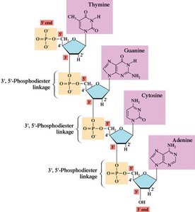 Structure of DNA with 5' and 3' ends