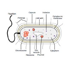 Diagram of a bacterial cell structure
