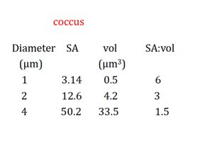 Microscopy images of bacillus arrangements