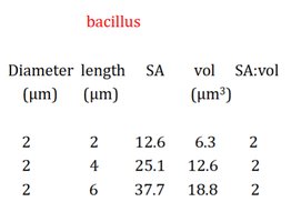 Microscopy images of spiral bacteria