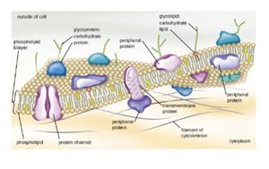 Table of coccus SA:vol ratios