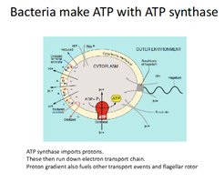 Table of bacillus SA:vol ratios