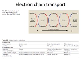 Diagram of bacterial cell membrane structure