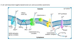 Structure of prokaryotic chromosome