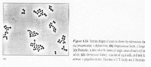 Diagram of plasmids in bacterial cell