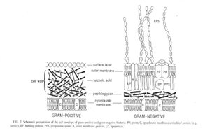 Sporulation and endospore formation diagram