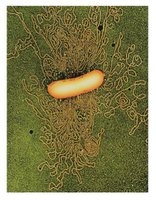 Microscopy images of bacterial endospores