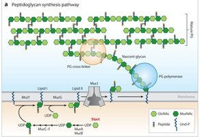 Peptidoglycan synthesis pathway diagram