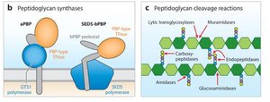 Peptidoglycan synthase and cleavage reactions