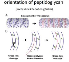 Orientation and enlargement of peptidoglycan