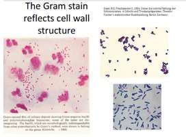 Gram stain images reflecting cell wall structure