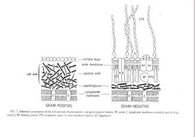 Diagram of Gram-positive and Gram-negative cell wall structure