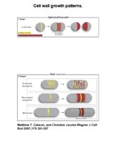 Cell wall growth patterns in cocci and bacilli