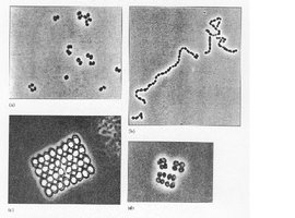 Microscopy images of cocci arrangements