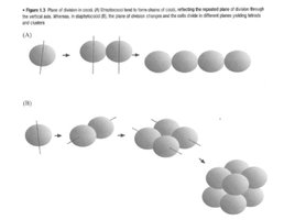Diagram of cocci division planes