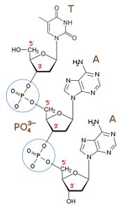 Phosphodiester linkage in nucleic acids