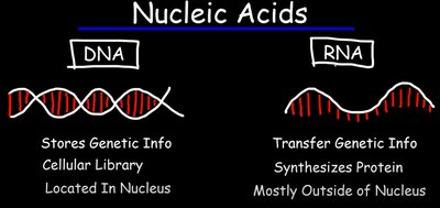 Comparison of DNA and RNA