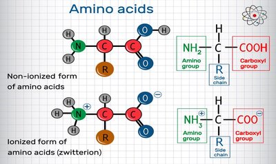 Amino acid forms