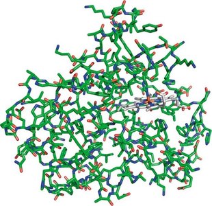 Three-dimensional structure of a protein (myoglobin)