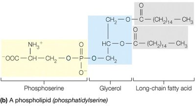 Phosphatidylserine structure