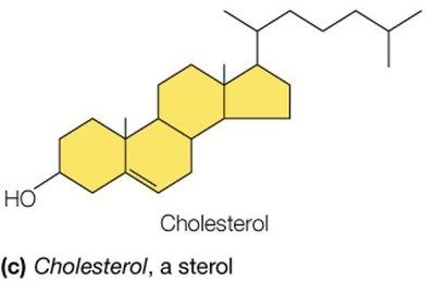 Cholesterol structure