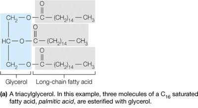 Triacylglycerol structure