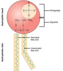 Phospholipid bilayer schematic