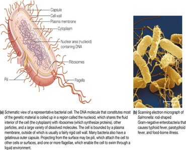 Prokaryotic cell structure