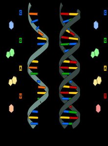 DNA and RNA structure comparison