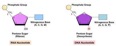 RNA and DNA nucleotide structure