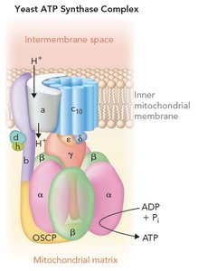 Yeast ATP Synthase Complex diagram