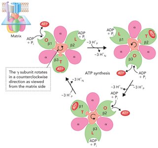 Binding change mechanism of ATP synthase