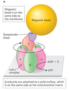 Electromagnets used to rotate ATP synthase in experiments
