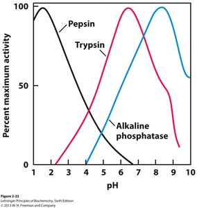 pH values in cellular compartments